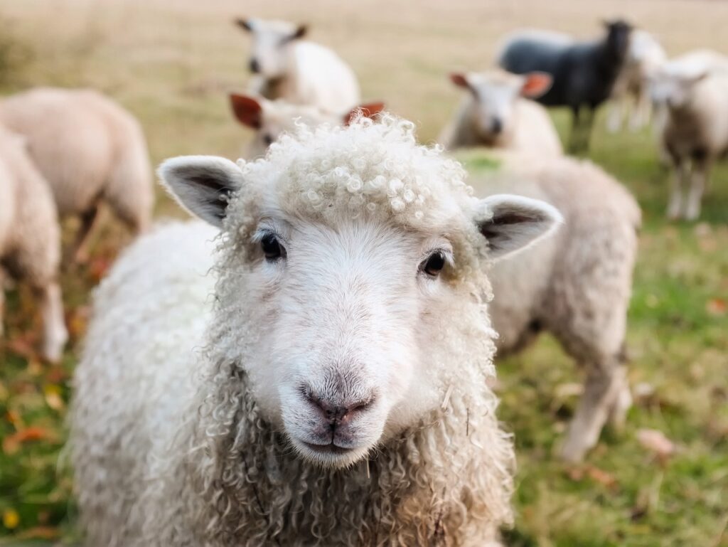 Vacances à la Ferme avec Animaux : Nature et Détente 2 Vacances à la Ferme avec Animaux : Nature et Détente