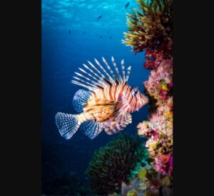 Les plus beaux spots de plongée en Méditerranée à découvrir