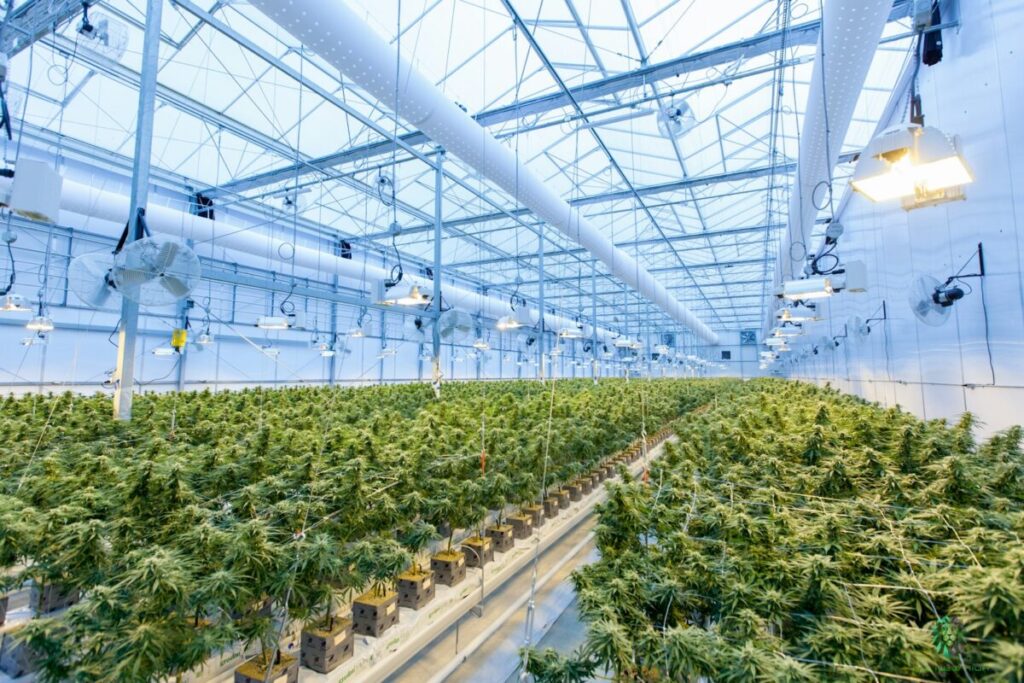 Cannabis Barcelone : Guide Complet pour Accéder aux Clubs Privés
