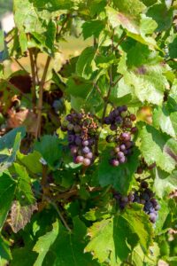 Beaujolais Nouveau 2026 : tout savoir sur le vin 🍷