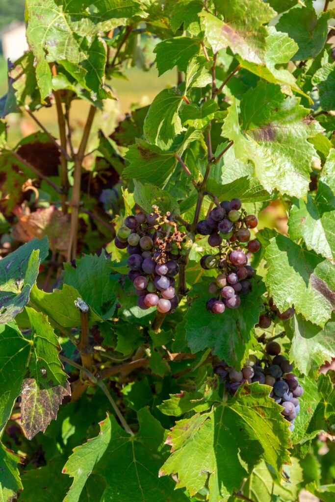 Beaujolais Nouveau 2026 : tout savoir sur le vin 🍷